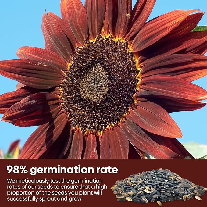Chocolate Cherry Sunflower Seeds, 6-8 FT Giant Burgundy Black Sunflower, 80+ Helianthus Annuus Seeds, Non-GMO | Heirloom | High Germination | Attracts Pollinators