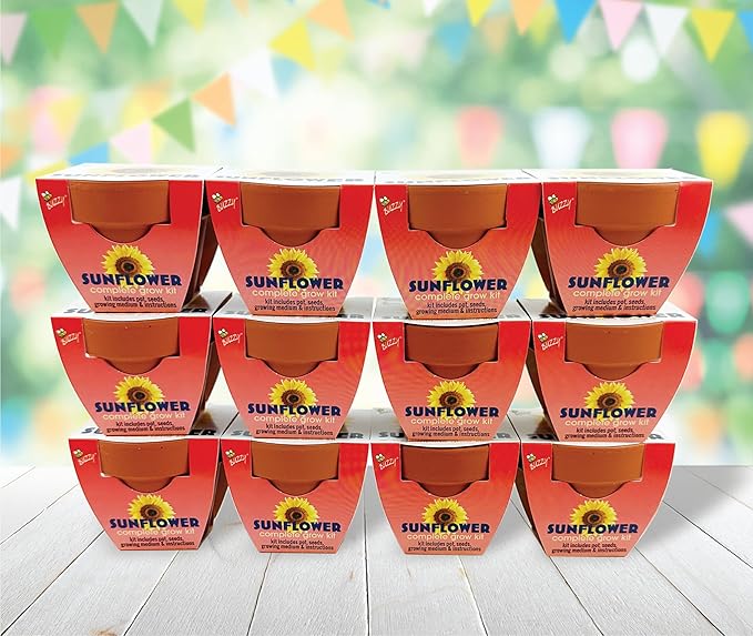 BUZZY Seeds 12-Pack Sunflower Mini Grow Pots – All-in-One Terracotta Flower Starter Kit with Growing Medium, DIY Gardening, Wedding and Shower Favors