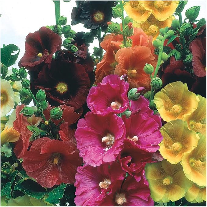 Seed Needs, Single Blend Hollyhock Seeds - 100 Heirloom Seeds for Planting Alcea rosea - Biennial Open Pollinated Flowers to Attract Butterflies & Bees to the Garden (1 Pack)