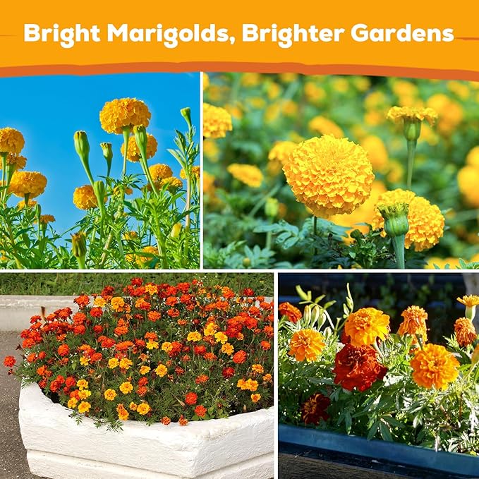 Petite French Marigold Seeds for Planting, 400+ Flower Seeds Non-GMO Heirloom Seed Packet,Home and Garden Easy to Grow, Indoor & Outdoor Gardening, Companion Plant & Quick Blooming