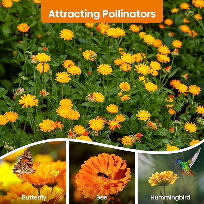 Calendula Seeds Pacific Beauty Mix, 3000+ Calendula Officinalis Seeds, Open Pollinated Non-GMO Wildflower Seed Grown in The USA, 1 Ounce