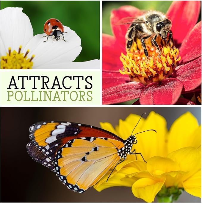 Seed Needs Chicory Seeds for Planting Cichorium intybus - Heirloom & Open Pollinated Wildflowers to Grow a Butterfly Garden that Attracts Butterflies, Bees & Other Pollinators (5 Packs)
