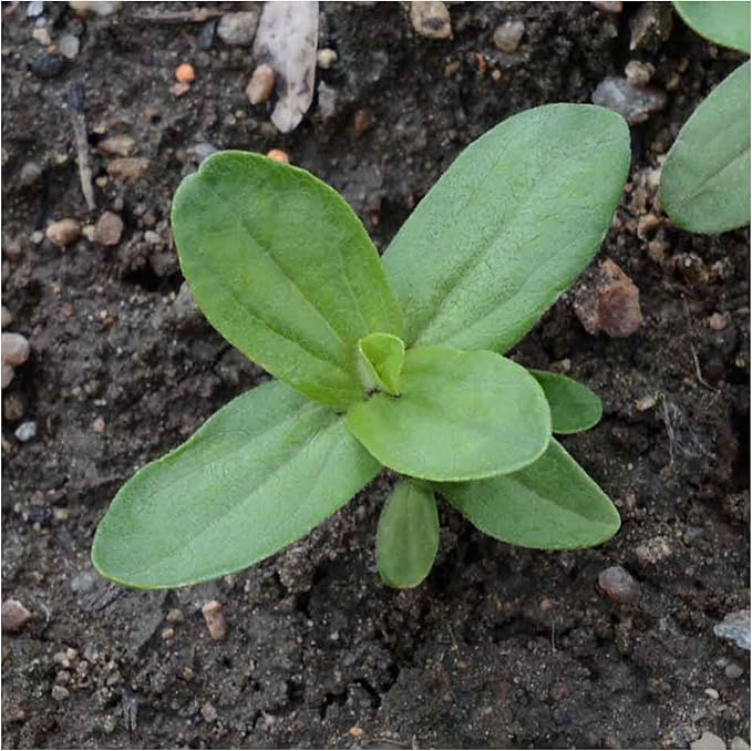 Seed Needs Crazy Zinnia Seeds 15+ Varieties Specialty Blend | 5,000+ Seeds Zinnia Elegans Open Pollinated | Includes California Giants, Candystripe & State Fair Species | Bulk