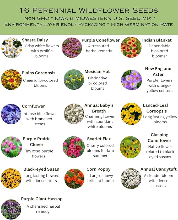Iowa Bulk Perennial Wildflower Seed Mix 1lb Covers 2,000sq-ft - Attract Pollinators, Multi-Color Blooms - Midwest US Species Plant in Spring/Fall - Earth-Friendly Packaging (1/4 Pound)