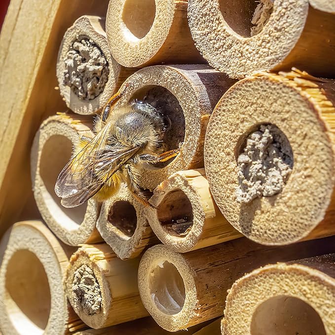 Mipcase Natural Reed Bee Tubes 200Pcs Mason Bee House Tubes Replacement Nest Liners for Pollination Breeding and Beekeeping Supplies