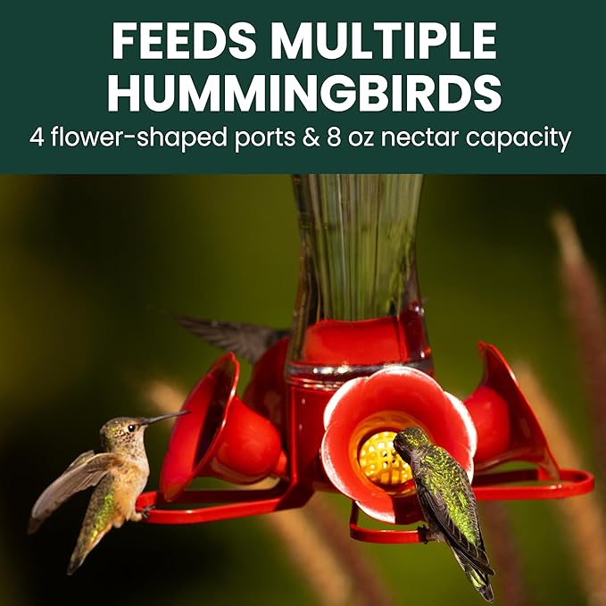 Perky-Pet 203CPBN-2 Glass Hummingbird Feeders for Outdoors with Perches,Ant Moat,Bee Guards -,2 Count (Pack of 2)