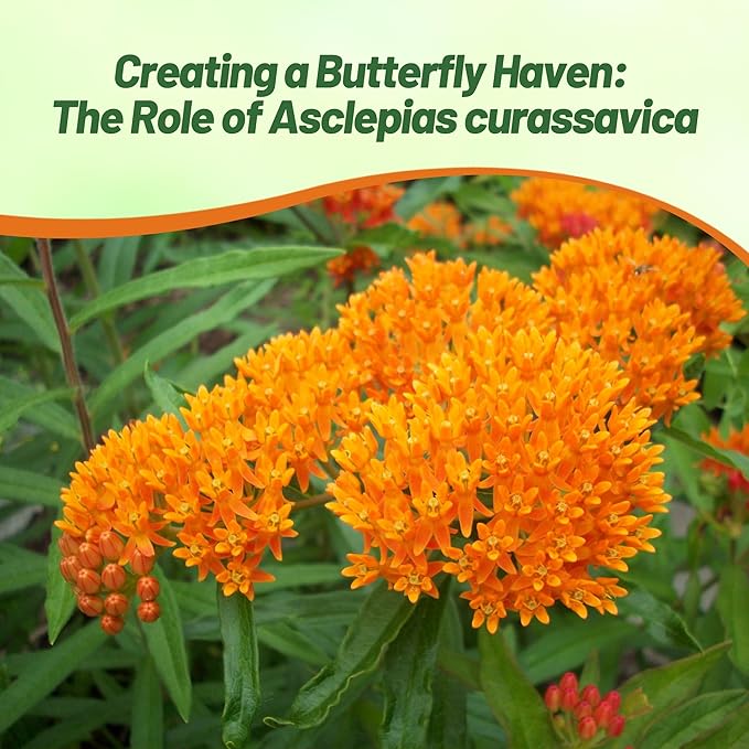 Outsidepride Tropical Milkweed Seeds - 2000 Pcs Perennial, Heat & Humid Tolerant, Pollinator-Friendly Wildflower Seeds, Ideal for Monarch Butterflies, Cut Flowers, Borders, or Meadows