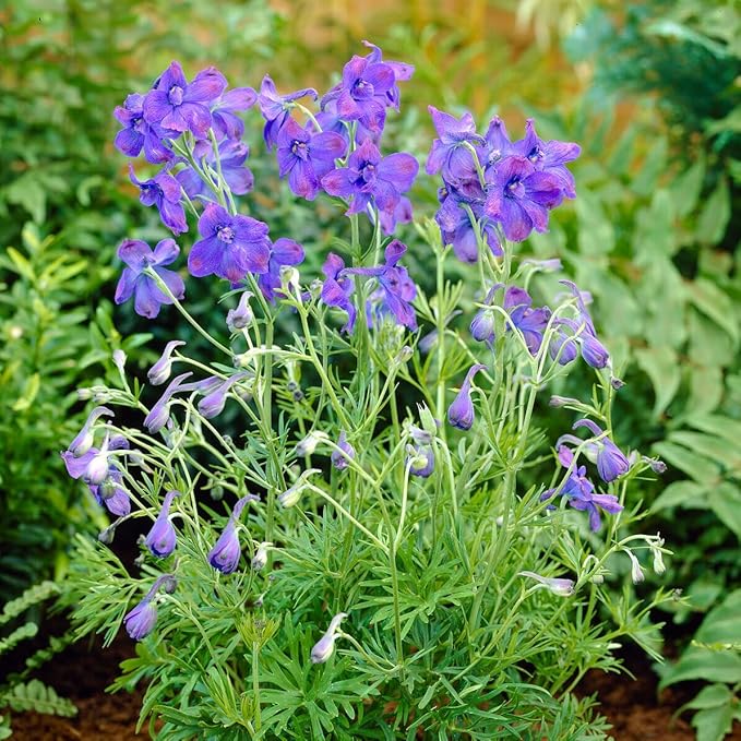 Complete Perennial Pollinator Flower Bulb Garden - 30 Bulbs for 50 Days of Continuous Blooms (Summer Color from July Through October) - Easy to Grow Summer Planting Bulbs by Willard & May