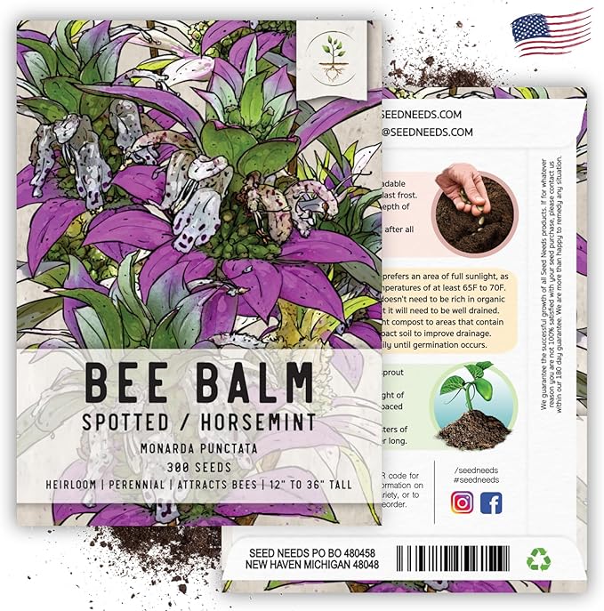 Seed Needs, Spotted Bee Balm Seeds - 300 Heirloom Seeds for Planting Monarda punctata - Medicinal Horsemint Herb, Open Pollinated, Attracts Pollinators (1 Pack)