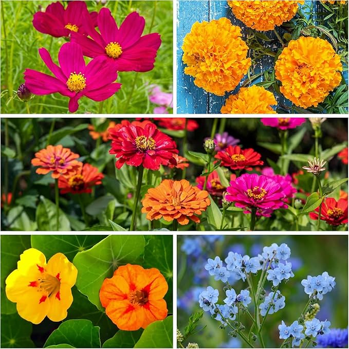 Seed Needs Butterfly Garden Seed Packet Variety Collection - 4 Individual Seed Packets for Planting Flowers - Crazy Cosmos, Zinnia California Giants, Sunflower Crazy Blend & Butterfly Wildflower Mix