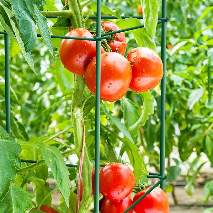 Tomato Cages 6 Packs 57 Inches (H) Plant Stand with 164 Feet Twist Ties, Heavy Duty Garden Plants Support for Tomatoes, Cucumber, and Other Climbing Plants (Green)