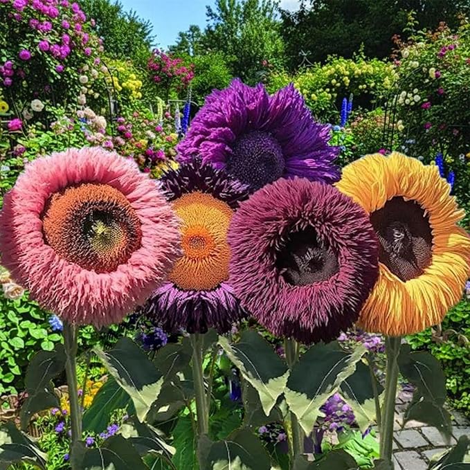 100+ Rare Sunflower Seeds for Planting - Giant Teddy Bear Sunflower Seeds Perennial- Non-GMO Heirloom Flower Attracts Pollinators