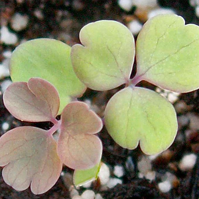 Seed Needs Giant Star Columbine Seeds for Planting Mckana's Mixture - Heirloom & Open Pollinated Colorful Flowers That Attract Pollinators/Butterflies (5 Packs)