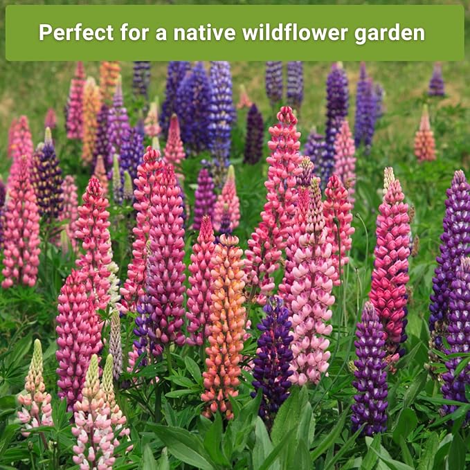 Sow Right Seeds - Bee Seed Collection for Planting - Bergamot, Gayfeather, Lavender and Lupine - Seed Kit for Pollinators - Non-GMO Heirloom with Instructions to Plant & Grow - Makes a Great Gift