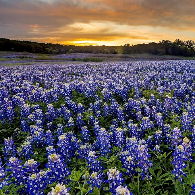 Outsidepride Texas Bluebonnet Seeds - 1 lb. Annual Lupinus Texensis, Heirloom Quality, Drought-Tolerant Wildflower Seeds w/Blue Blooms for Vibrant Spring Displays, Landscape, & Attracts Pollinators
