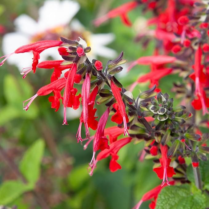 Seed Needs, Scarlet Red Sage Seeds - 800 Heirloom Seeds for Planting Salvia coccinea - Perennial Wildflower for an Outdoor Garden, Open Pollinated & Attracts Pollinators (2 Packs)