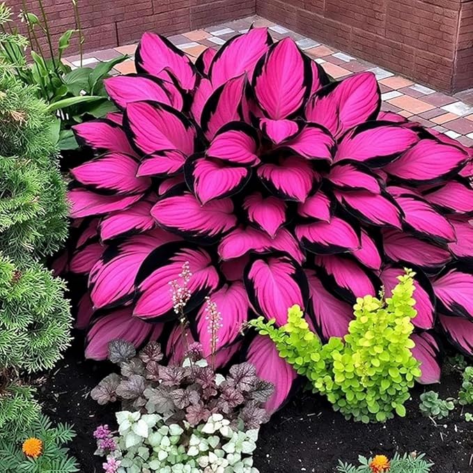200+ Hosta Seeds Perennial Hosta Seeds for Planting Outdoor Garden Attract Pollinators Perennial Bonsai Decoration