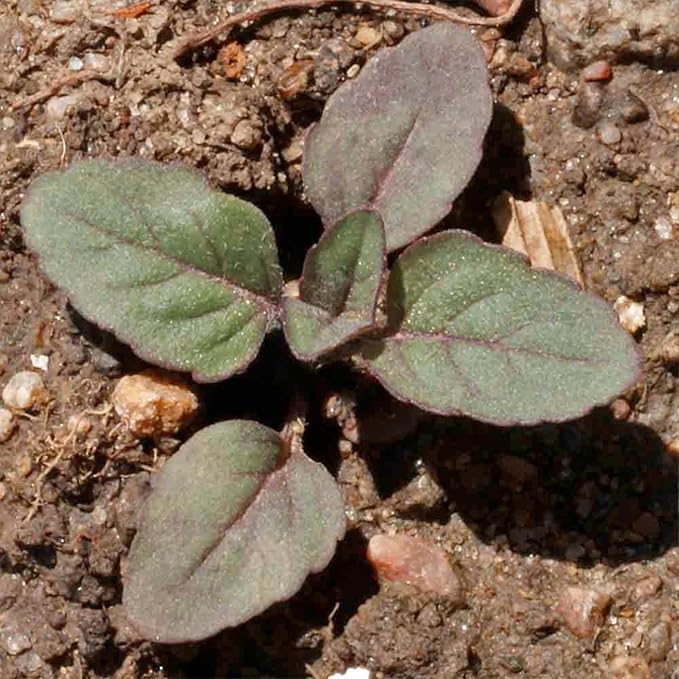 Seed Needs Lemon Mint Seeds for Planting Monarda citriodora Herbs - Grow a Non-GMO Heirloom & Untreated Medicinal Herb Garden Indoors or Outdoors - Popular in Herbal Tea (2 Packs)