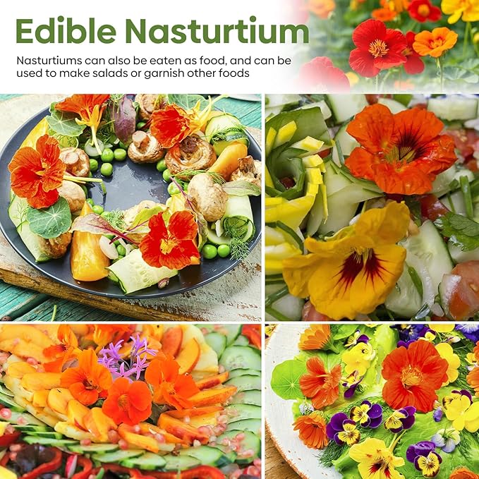 Nasturtium Seeds, 1 Ounce Large Packet 200+ Seeds, Climbing Nasturtium Flower in 3 Colors, Non-GMO | Heirloom | Edible Flower | Attract Pollinators (Orange, Red, Yellow), USDA 2-11