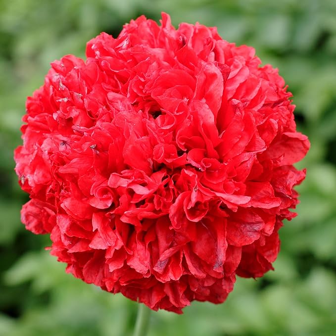 Seed Needs Scarlet Peony Poppy Seeds for Planting - Heirloom & Open Pollinated Annual Flowers - Red Ruffled Blooms to Attract Butterflies to the Garden (5 Packs)