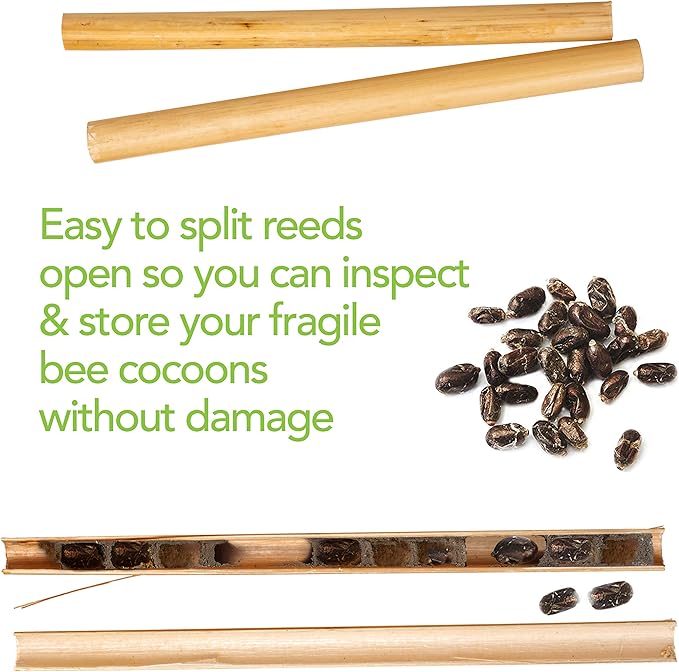 Rivajam 75 Phragmite Reed Mason Bee Tubes | Recommended for Garden Starter Kits & Solitary Bee Hive Supplies