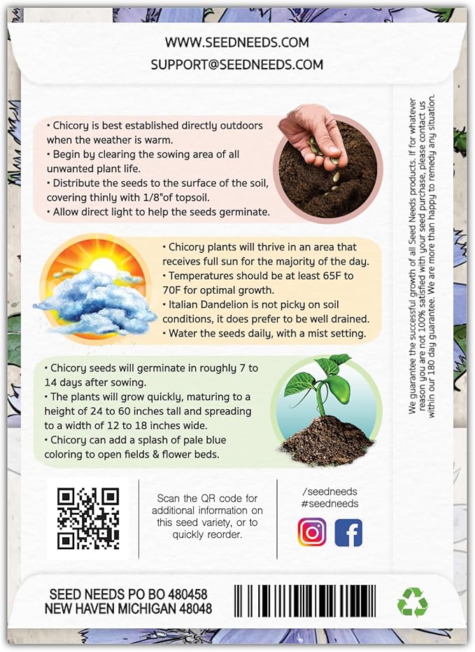 Seed Needs Chicory Seeds for Planting Cichorium intybus - Heirloom & Open Pollinated Wildflowers to Grow a Butterfly Garden that Attracts Butterflies, Bees & Other Pollinators (5 Packs)