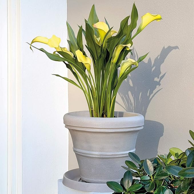 Crescent Garden Brunello Classic Rolled Rim Planter Pot, Indoor/Outdoor Weather-Safe Round Plant Pot, Small Plastic Houseplant Pot for Herbs, Succulents, Faux Plants - 12'' W (Parchment)