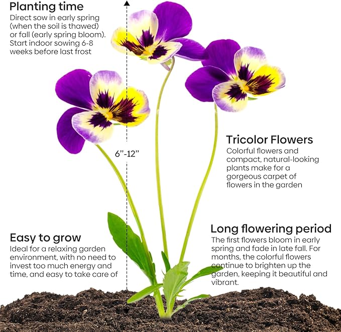 Johnny Jump Up Seeds, 10000+ Perennial Wild Violet Seeds for Planting, Edible Flowers, Non-GMO | Heirloom | Attracts pollinators, Grown in The USA