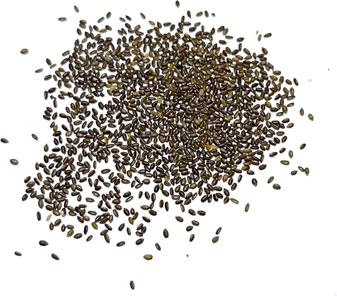 Seed Needs Lemon Mint Seeds for Planting Monarda citriodora Herbs - Grow a Non-GMO Heirloom & Untreated Medicinal Herb Garden Indoors or Outdoors - Popular in Herbal Tea (1 Pack)