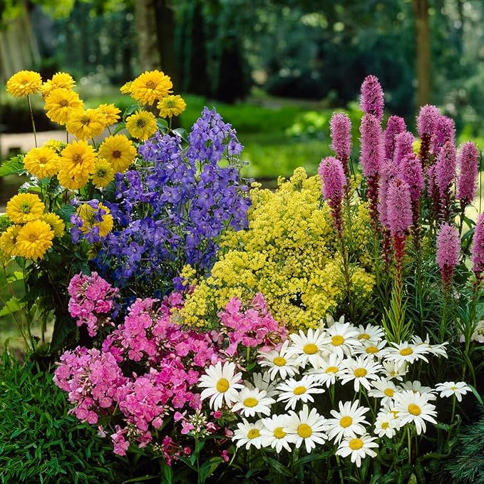 Complete Perennial Pollinator Flower Bulb Garden - 30 Bulbs for 50 Days of Continuous Blooms (Summer Color from July Through October) - Easy to Grow Summer Planting Bulbs by Willard & May