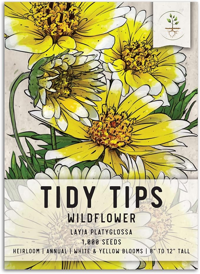 Seed Needs, Tidy Tips Seeds - 1,000 Heirloom Seeds for Planting Layia platyglossa - Annual Wildflower to Attract Butterflies, Honeybees, Bumblebees & Other Pollinators (1 Pack)