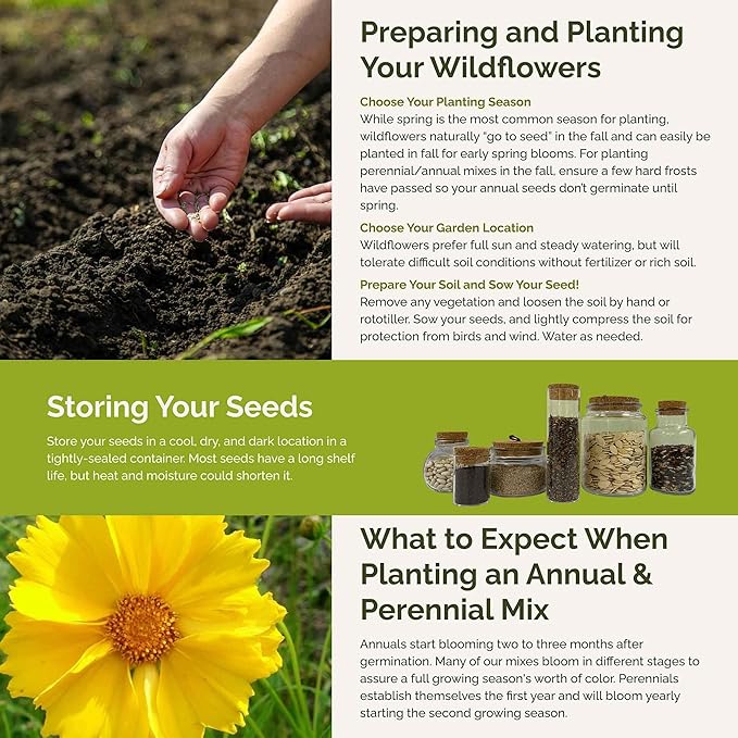 Eden Brothers Rhode Island Wildflower Mixed Seeds for Planting, 1 oz, 30,000+ Seeds with WallFlower, Sunflower | Attracts Pollinators, Plant in Spring or Fall, Zones