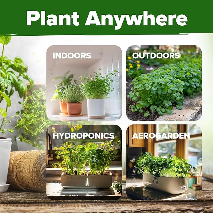 HOME GROWN 1000+ Cilantro Seeds for Planting Indoors or Outdoors - Non-GMO Heirloom Herbs, Coriander Plant Seeds, Herb Seeds Collection for Herb Garden (Coriandrum sativum)