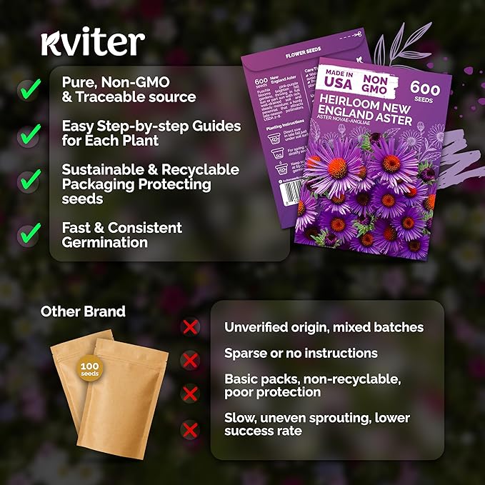 KVITER 600 New England Aster Seeds for Planting (Aster novae-angliae) – Purple Asters Plant Wildflower Seed Packets – Perennial Cut Flower Seeds, Purple Flower Garden, Flowers Beds, Containers