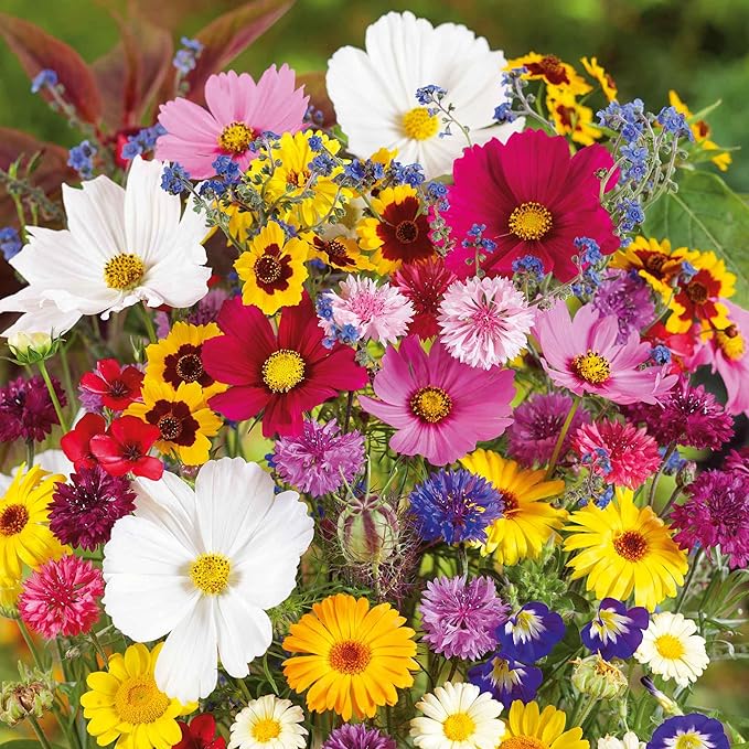 Eden Brothers Country Garden Flower Mixed Seeds for Planting, 1 lb, 480,000+ Seeds with Scarlet Flax, Cosmos Sensation | Attracts Pollinators, Plant in Spring or Fall, Zones 3, 4, 5, 6, 7, 8, 9, 10