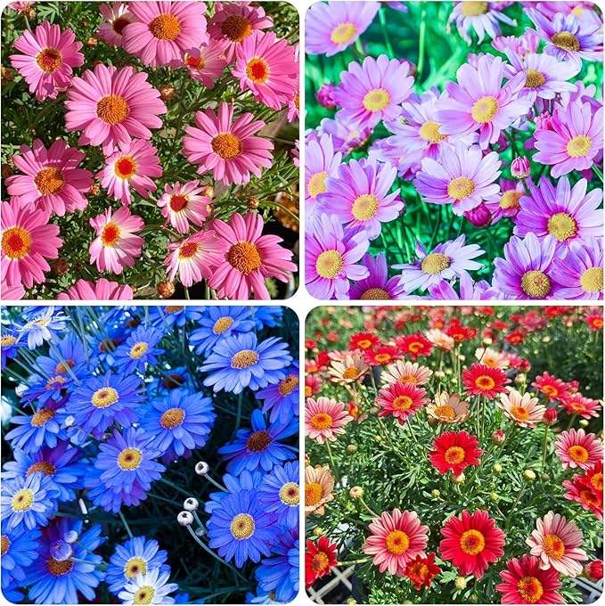 1100+Seeds Pyrethrum Tanacetum Chrysanthemum Flower for Planting Outdoor Perennial Garden Home Attracts Pollinators