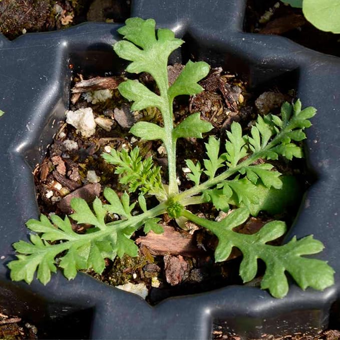 Seed Needs, White Yarrow Seeds - 500 Heirloom Seeds for Planting Achillea millefolium - Perennial Host Plant to Attract Monarch Butterflies & Other Pollinators (2 Packs)