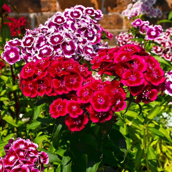 Seed Needs Sweet William Seeds for Planting Dianthus Flowers - Heirloom & Open Pollinated Annual Wildflower Seed Mix to Attract Butterflies, Bees & Other Pollinators to a Butterfly Garden (2 Packs)