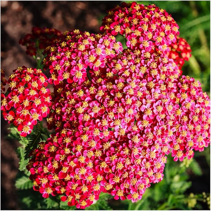 Seed Needs, Red Yarrow Seeds - 500 Heirloom Seeds for Planting Achillea millefolium rubra - Perennial Host Plant to Attracts Monarchs & Other Pollinators (2 Packs)
