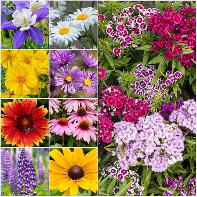 Seed Needs Perennial Wildflower Seed Mix | 2 Ounce 30,000+ Seeds 16 Species Perennial Seeds for Planting | Pollinator Garden Favorites Include Lupine, Blanket Flower, Black Eyed Susans | Bulk