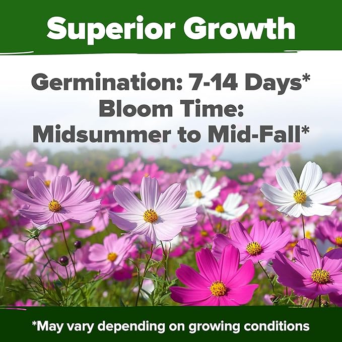 HOME GROWN Cosmos Flower Seeds Bulk Pack for 2026 (1.8 oz) 8,000+ Heirloom Annual Wildflower Seeds Pollinator-Friendly Mix for Pollinators & Outdoor Gardens (Cosmos bipinnatus)