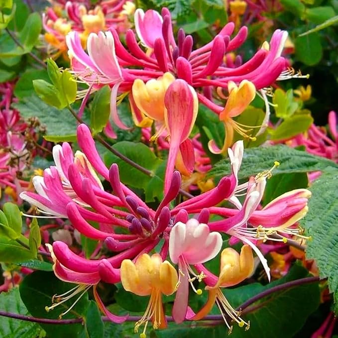 250+ Honeysuckle Seeds - High Germination Rate Perennial Climbing Flower Seeds Hardy Perennial Plant Seeds for Garden