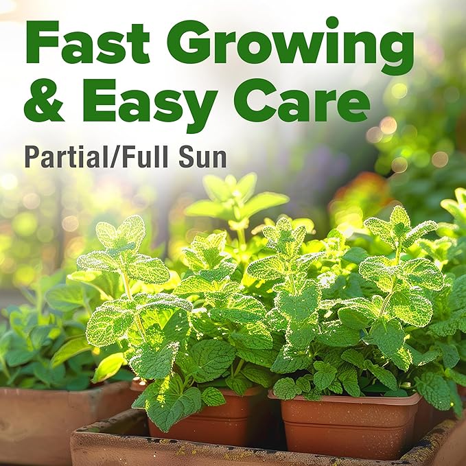 HOME GROWN Premium Common Mint Seeds (Bulk Pack) 3,600 Heirloom Herb Seeds, USA Sourced | Ideal for Planting Outdoors or Indoors for a Fresh Mint Tea Garden (Mentha spp)