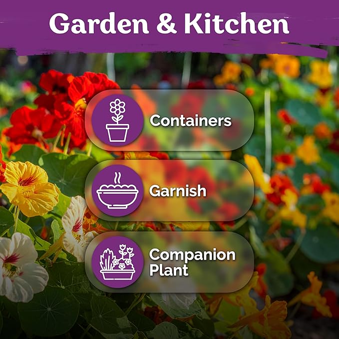 KVITER 75 Mix Jewel Nasturtium Seeds for Planting Outdoors (Tropaeolum Nanum) — Heirloom & Organic Seed Packet — Edible Flower Seeds to Plant Outside & Inside in Garden, Containers, Hanging Baskets