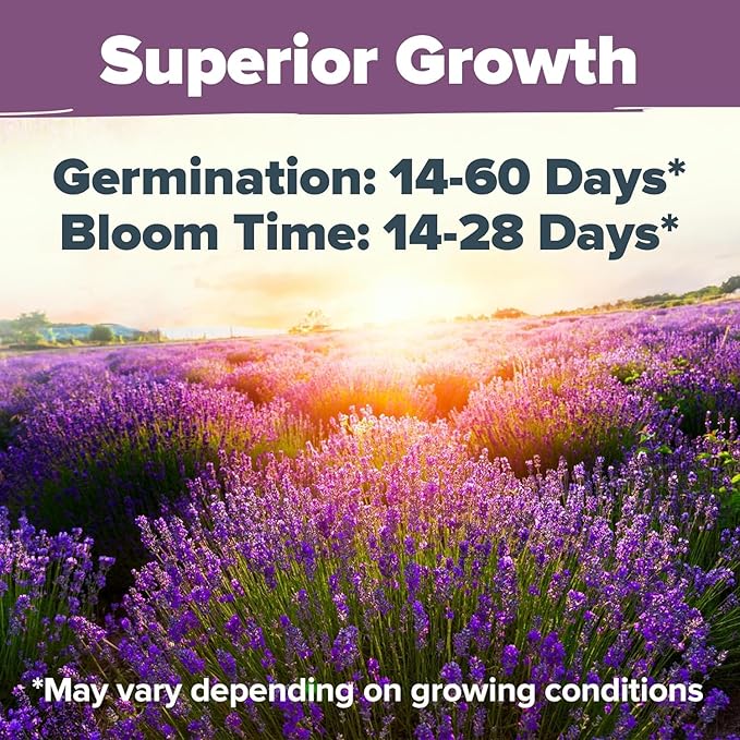 HOME GROWN Premium English Lavender Seeds -1,300 Herb Seeds,Wildflower Seed for Planting Indoor/Outdoor, High Germination,Plant Flower Seeds(Lavandula antustifolia)