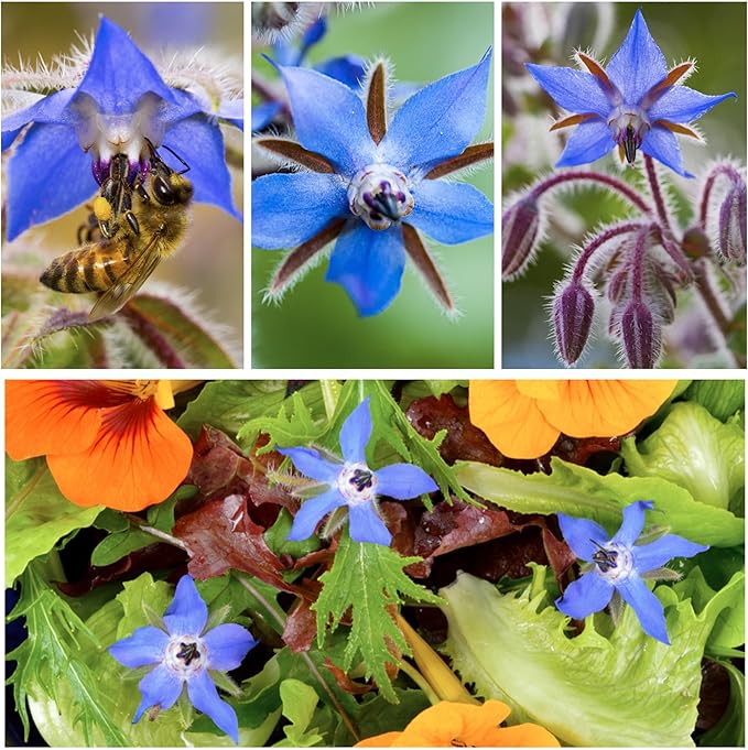 Seed Needs Borage Seeds for Planting Blue Star Flowers - Heirloom Non-GMO & Untreated - Plant a Home Grown Flowering Herb Garden Attract Bees, Butterflies & Other Pollinators (2 Packs)