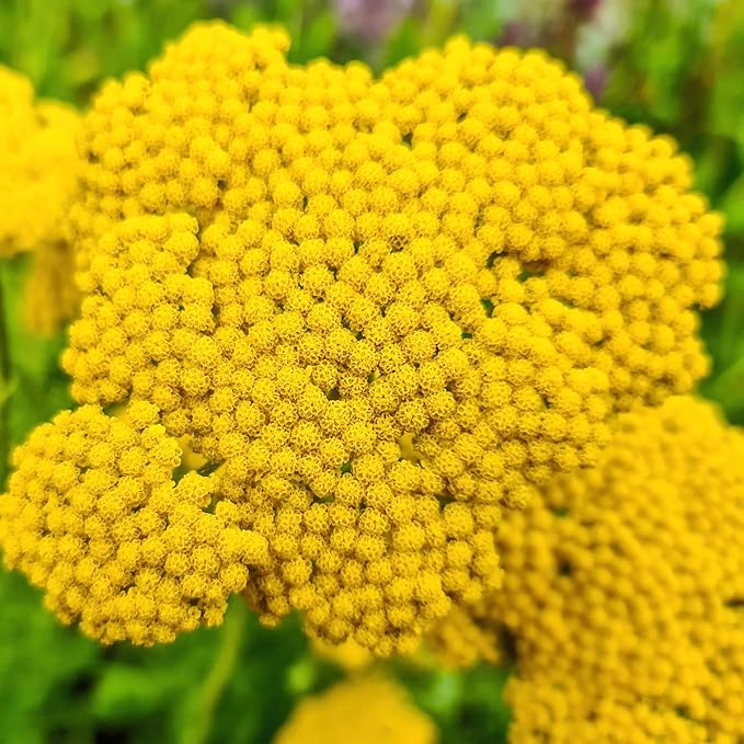 Seed Needs Gold Yarrow Seeds for Planting Yellow Achillea filipendulina - Heirloom & Open Pollinated Perennial Flowers to Attract Monarch Butterflies to a Butterfly Garden (5 Packs)