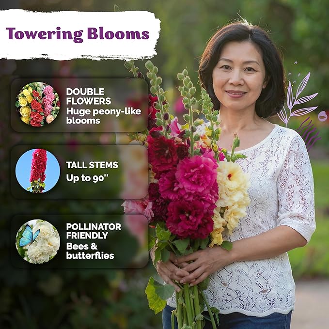 KVITER 150 Chaters Hollyhock Seeds for Planting (Alcea rosea) - Heirloom | Tall Blooms | Pollinator Magnet - Double Hollyhocks Flower Seeds to Plant Outside in Garden, Cottage Borders, Containers