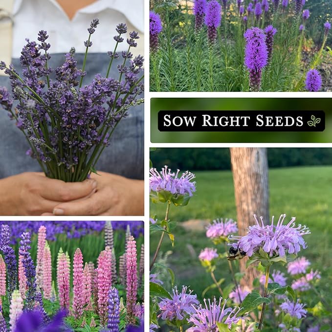 Sow Right Seeds - Bee Seed Collection for Planting - Bergamot, Gayfeather, Lavender and Lupine - Seed Kit for Pollinators - Non-GMO Heirloom with Instructions to Plant & Grow - Makes a Great Gift