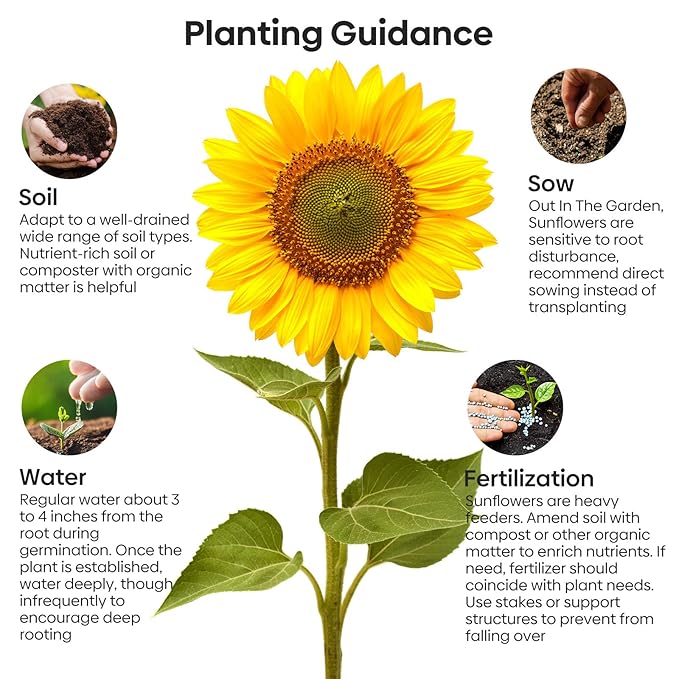 Mammoth Sunflower Seeds to Plant, 1 Ounce Packet 300+ Seeds, 6-12 FT Giant Sunflower, Non-GMO | Heirloom | High Germination, Grown in The USA